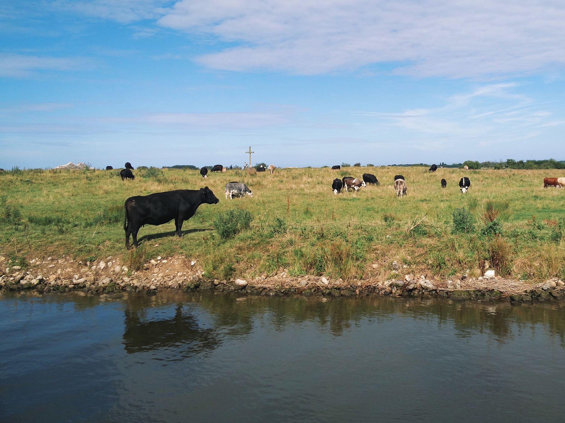 cows by the water